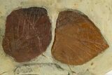 Plate with Three Fossil Leaves (Two Species) - Montana #331843-2